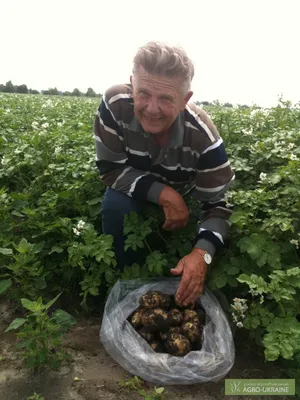 Дослідне господарство пропонує оптом сортову картоплю, Бородянка —  Agro-Ukraine