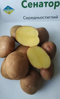 Насіння картопля Бородянська рожева Інститут картоплярства