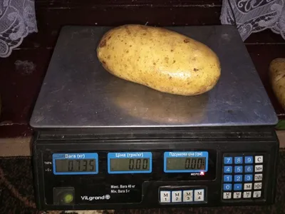 Продам насінневу картоплю: 25 грн. - Сад / огород Бородянка на Olx