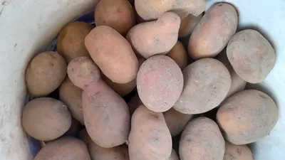 Продам домашню картоплю 6 грн. Бородянка – Доска объявлений Рынок ЮА №861331