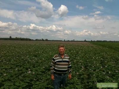 Дослідне господарство пропонує оптом сортову картоплю, Бородянка —  Agro-Ukraine