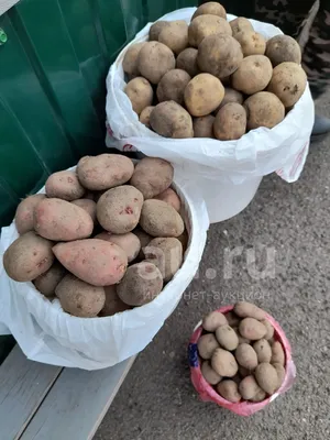 Картофель семенной — купить в Красноярске. Овощи на интернет-аукционе Au.ru