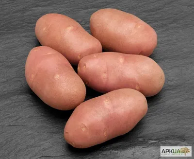 Купити КАРТОПЛЯ елітних голандських сортів з картоплесховища — APKUA