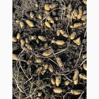 Семенной, посадочный картофель - Agrico » Агріко Україна пропонує купити  насіння картоплі з Голландії - насіннєва картопля в Україні