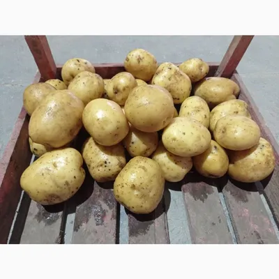 Продам товарный картофель, Гранада - Петриковка - Картофель (картошка) —  APKUA