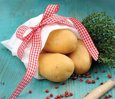 Картофель бородянский розовый фото фотографии