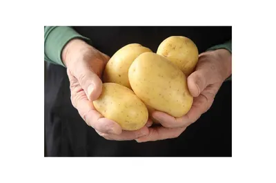 Картофель Бриз, семенной купить в Беларуси по цене 3,40 руб./кг