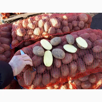 Белорусский картофель Бриз, Киев: Картофель на Agronet