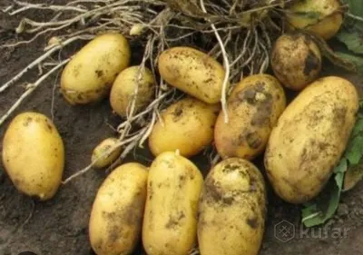 Белорусский картофель Бриз, Киев: Картофель на Agronet
