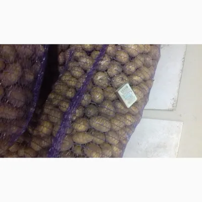 Картофель бриз, скарб 5 — Agro-Turkmenistan