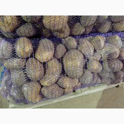 Продам картофель Бриз, купить картофель Бриз, Киев — Agro-Ukraine