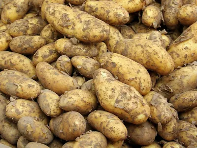 Семена Картофель «Бриз» 2 кг в Ставрополе – купить по низкой цене в  интернет-магазине Леруа Мерлен
