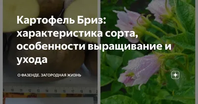 Домашний картофель сорт Бриз, цена 0.55 р. купить в Минске на Куфаре -  Объявление №210664917