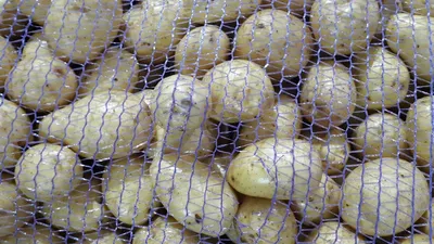 Купить СЕМЕННОЙ картофель БРИЗ 2 репродукция, Хмельницкий, Картофель  (картошка) — APKUA