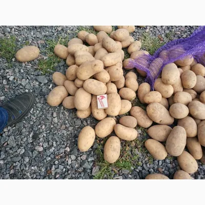 Крупный картофель со своего огорода :: Бобруйск - продукты питания (кроме  детского питания)