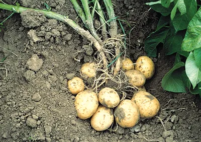 Продам картофель Бриз, купить картофель Бриз, Киев — Agro-Ukraine