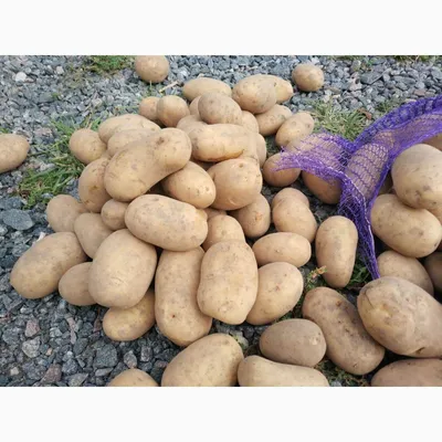 Более 2000 тонн картофеля собрало госпредприятие «Бородичи» — ПРАЦА