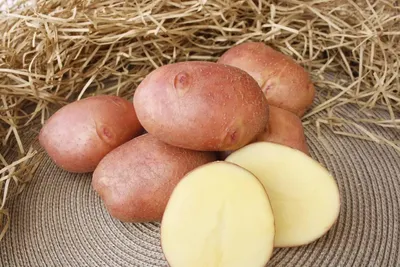 Картофель семенной Голубизна - купить по низкой цене с доставкой