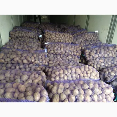 Першацвет, Бриз и Янка. Аграрии Гродненщины рассчитывают получить хороший  урожай картофеля