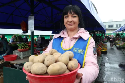 Белорусский картофель с цветной мякотью и с высоким содержанием  антиоксидантов. Чем он может быть полезен
