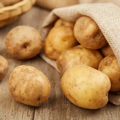 Вместе с учеными и специалистами рассказываем, где и почем купить лучшие  белорусские сорта семенного картофеля