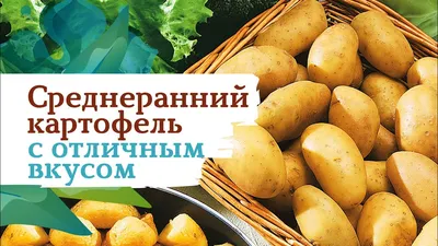 Картофель сорт Джелли и Журавинка. МИНСК, Московский район