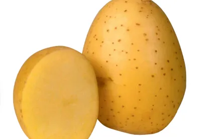 FruitNews - В Нидерландах проходят сортоиспытания на засухоустойчивость  более 40 сортов столового картофеля