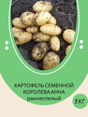 Как купить картофель без заразы | Ретро рецепты, Пищевые полезные советы,  Еда