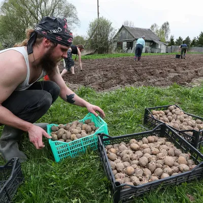 Мы подготовили для вас гид по картошке. Да-да, именно 🥔! Из этого поста вы  узнаете, как найти её — ту самую картошку,.. | ВКонтакте