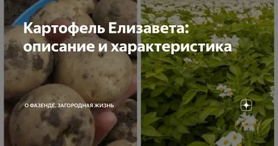 Картофель Елизавета: описание и характеристика | О Фазенде. Загородная  жизнь | Дзен