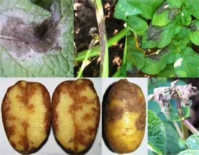Фитофтороз картофеля. Описание и методы лечения