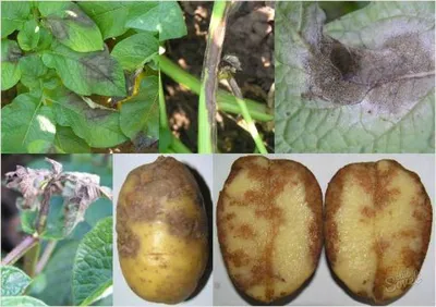 Фитофтороз картофеля – ЭТК Меристемные культуры