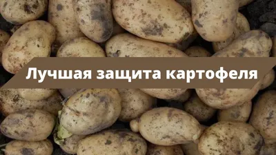 Надежная защита картофеля | Картофель и овощи