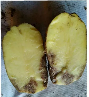 Верхушки картофель болезнями картофеля больных : Phytophthora фитофтороза  Macrosporiosis Стоковое Фото - изображение насчитывающей заболевания,  картошка: 191819360