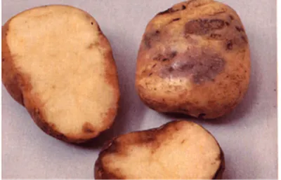 Фитофтороз на картофеле: простыми словами о сложной болезни | Август –  продукция для дачников | Дзен