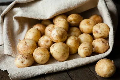 Фитофтороз картофеля. болезнь картофеля, проблема вредителей, концепция  выращивания картофеля | Премиум Фото