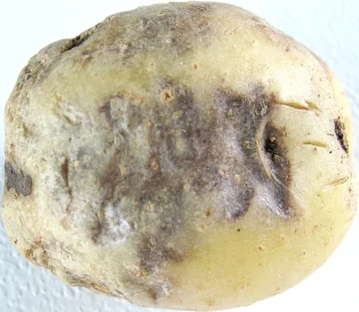 Фитофтора на картофеле: описание, методы борьбы и профилактика | Домашняя  ферма