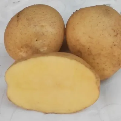 Картофель