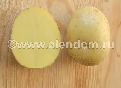 Сорт Гала - Семенной Картофель, ранний, клубни на посадку, немецкий