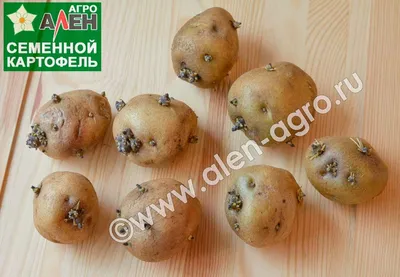 Семенной картофель сорт Голубизна