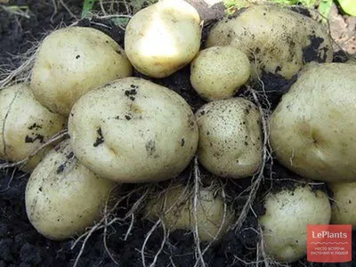 Картофель 'Голубизна' — описание сорта, характеристики | на LePlants.ru