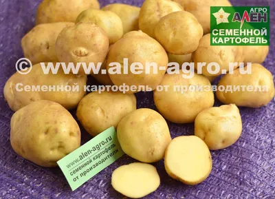 Семенной картофель сорт Голубизна