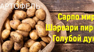 Сорта картофеля: 🥔🥔🥔\"Сарпо мира\", \"Шарвари пирошка\", \"Голубой дунай\". -  YouTube