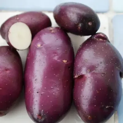 Картофель семенной Голубой Дунай (репродукция элита 10 шт/уп.) купить за  370 р. в садовом центре АСТ Медовое