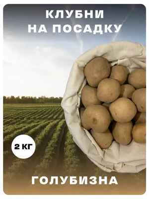 Садовник Семенной картофель \"Голубизна\"