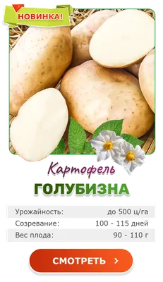 Купить Картофель ЭЛИТА Голубизна уп2кг среднеспелый, урожайный, вкус  хороший/10 недорого
