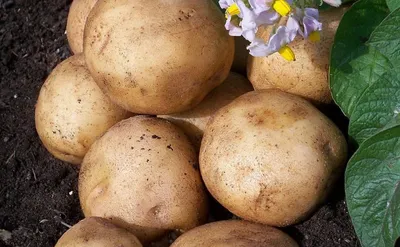 abekker.ru: 🥰Скидка 20% для вас на семенной картофель🍟 | Milled