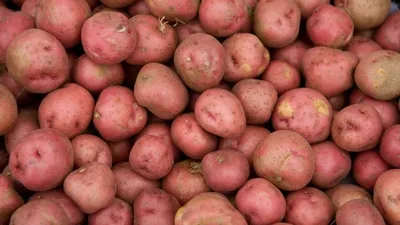 Картофель семенной Голубой Дунай (репродукция элита), 0,5 кг. | Дачная  Коллекция