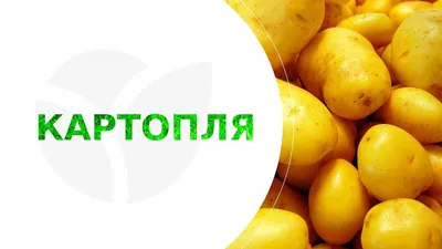 Картофель Гранада – описание сорта, фото, отзывы