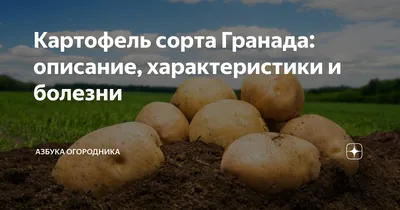 Семенной картофель Гранада (1 репродукция) купить в Украине | Веснодар